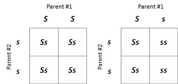 What Is A Punnett Square And Why Is It Useful In Genetics 4 Complete