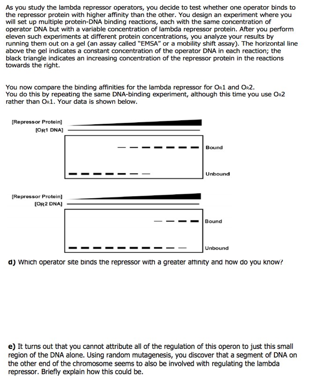 Solved As you study the lambda repressor operators, you