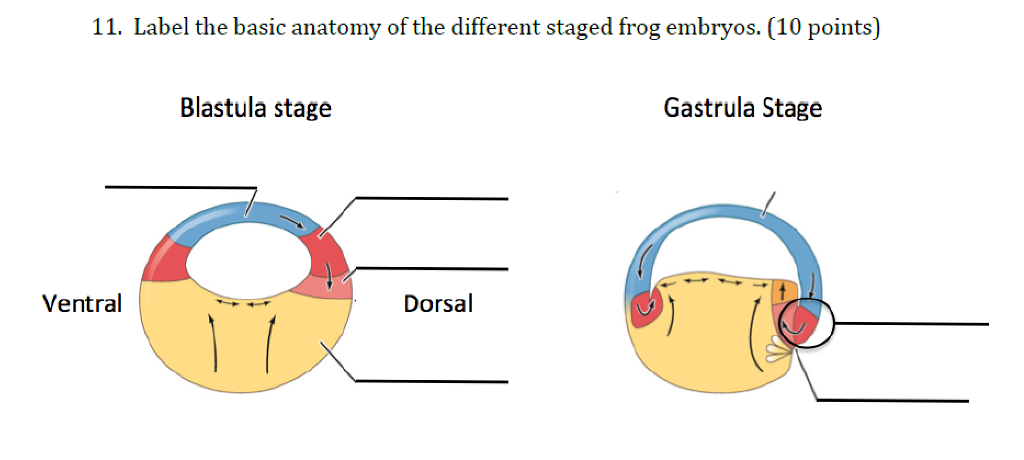 Solved 11. Label the basic anatomy of the different staged | Chegg.com