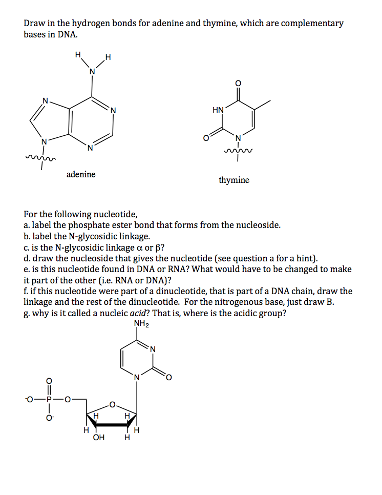 Solved Draw in the hydrogen bonds for adenine and thymine,