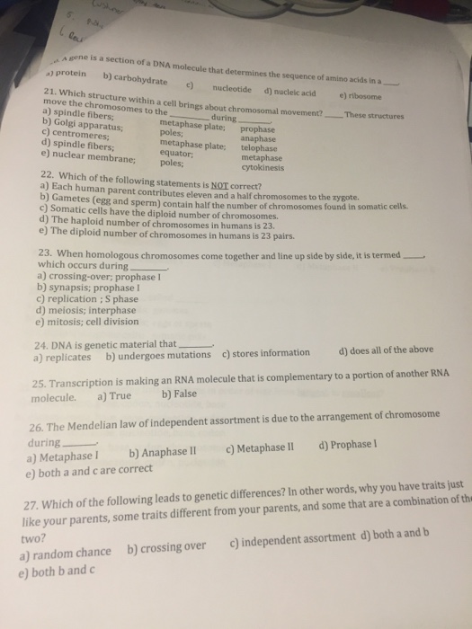 Solved A gene is a section of a DNA molecule that determines | Chegg.com