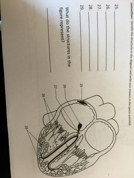 Solved Instructions: Identify the Structures in the diagram | Chegg.com