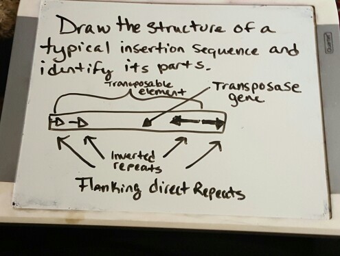 Solved Draw the structure of a typical insertion sequence | Chegg.com