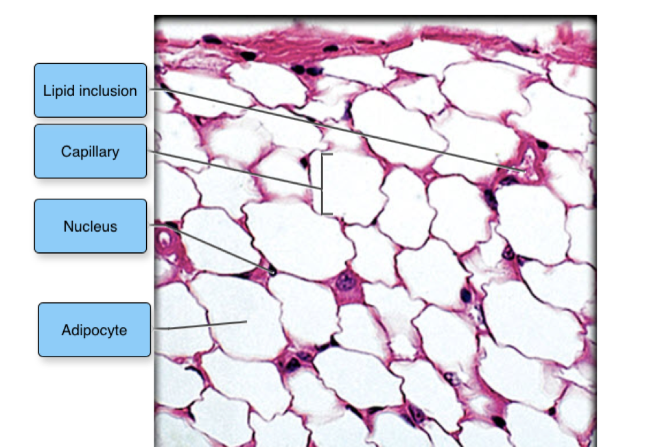 Adipose Connective Tissue Histology