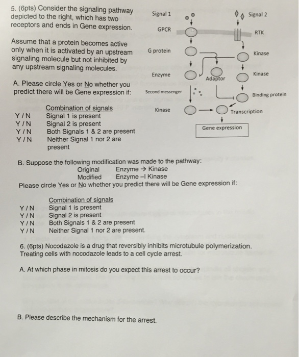 Solved Consider the signaling pathway depicted to the right, | Chegg.com