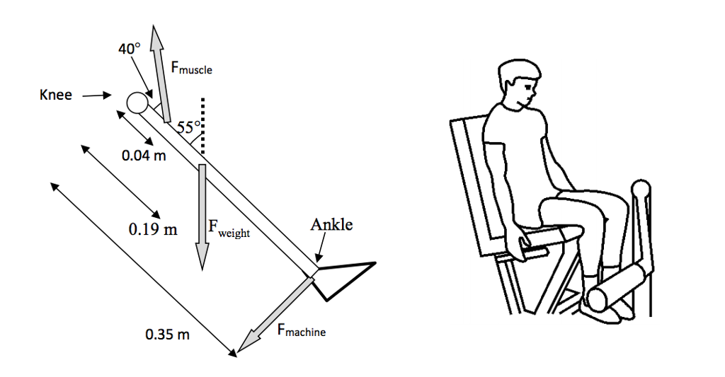 Extensor Contraction Solved You are performing a contraction in a knee-extension | Chegg.com