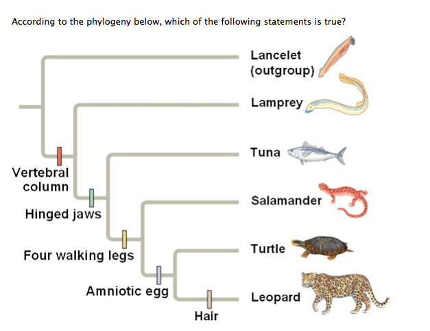 Solved a. Amniotic eggs evolved before hinged jaws. | Chegg.com