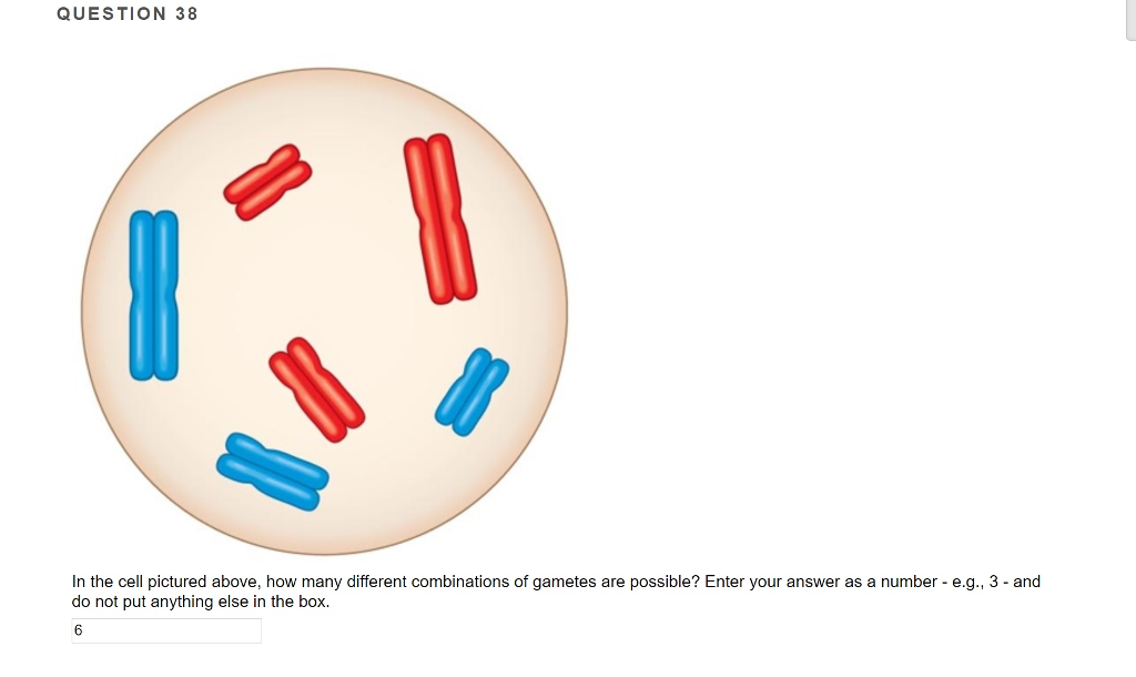 Solved QUESTION 38 In The Cell Pictured Above How Many Chegg