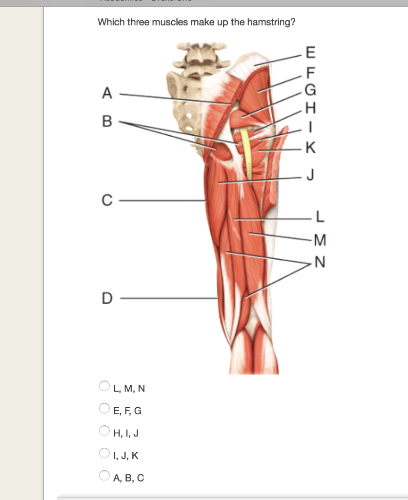 Which Three Muscles Make Up The Hamstring Group