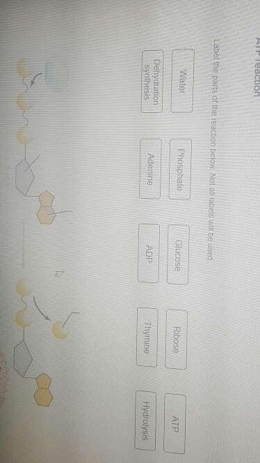 Solved: Label The Parts Of The Reaction Below. Not All Lab... | Chegg.com