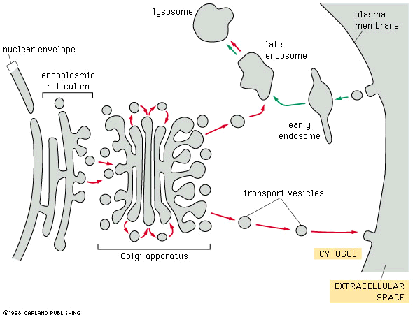 Solved An integral plasma membrane protein has two | Chegg.com