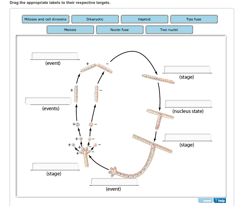 31 Label The Features Of A General Fungal Life Cycle With The Correct