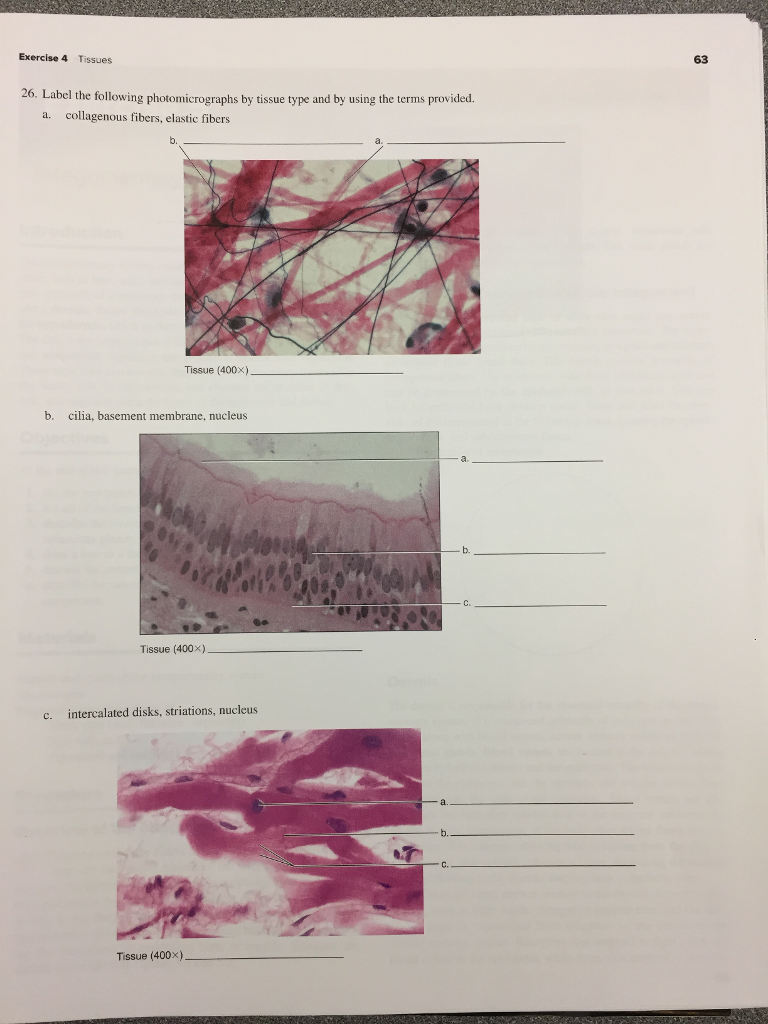 Solved Exercise 4 Tissues 63 26. Label the following