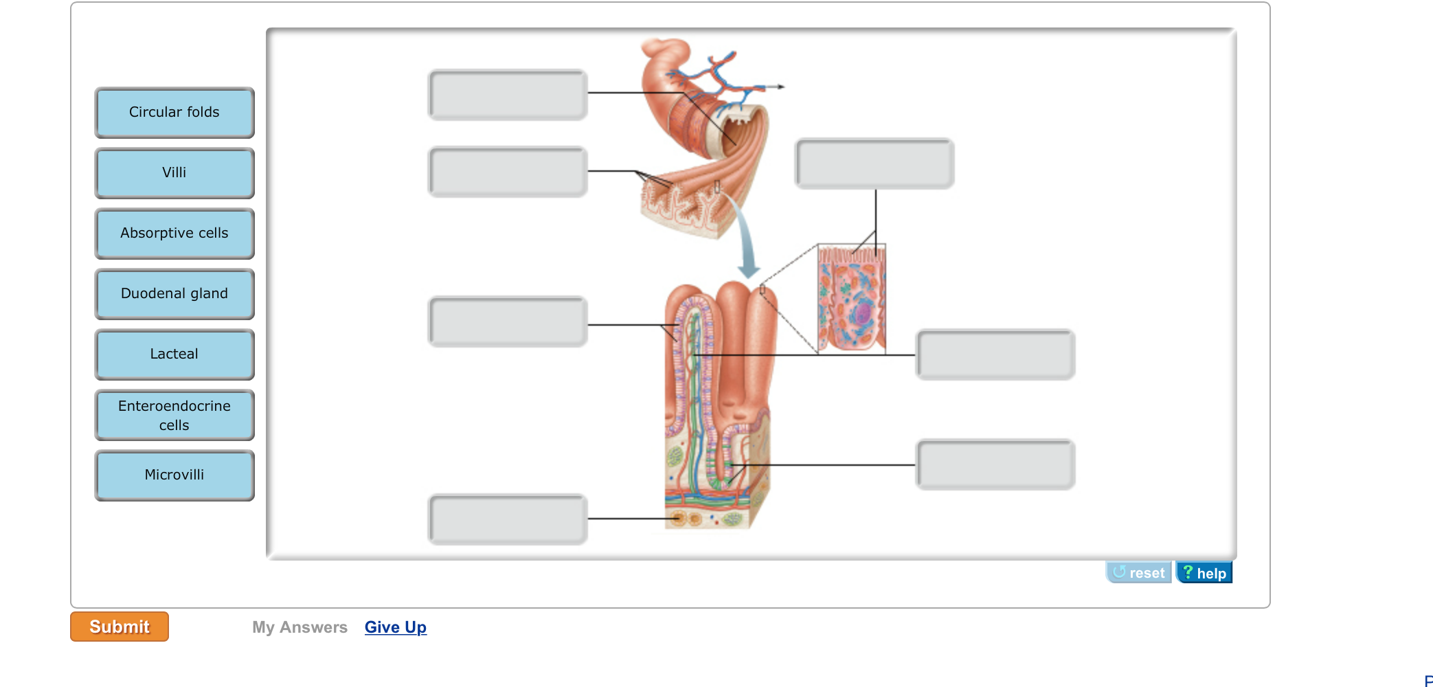 Solved Circular folds Absorptive cells Duodenal gland