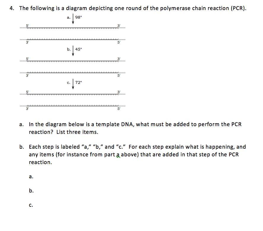 draw-a-neat-labelled-diagram-showing-steps-of-pcr-class-12-biology-cbse