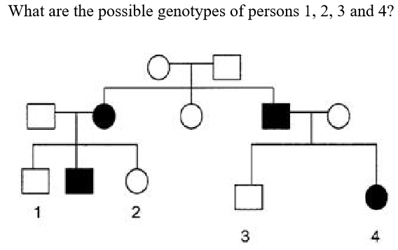 can genotype aa and as give birth to ss