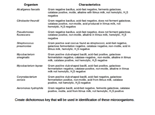dichotomous key microbiology unknown bacteria