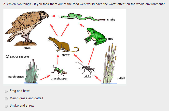 Solved Which two things if you took them out of the food web | Chegg.com
