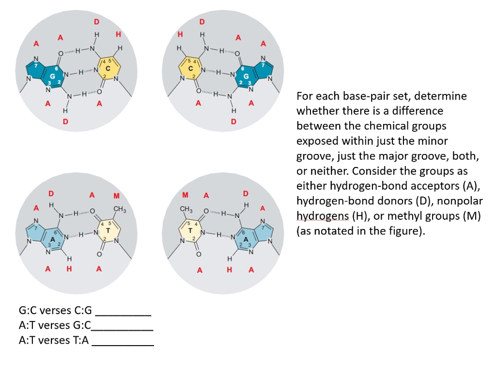 solved-5-4-3-2-for-each-base-pair-set-determine-whether-chegg