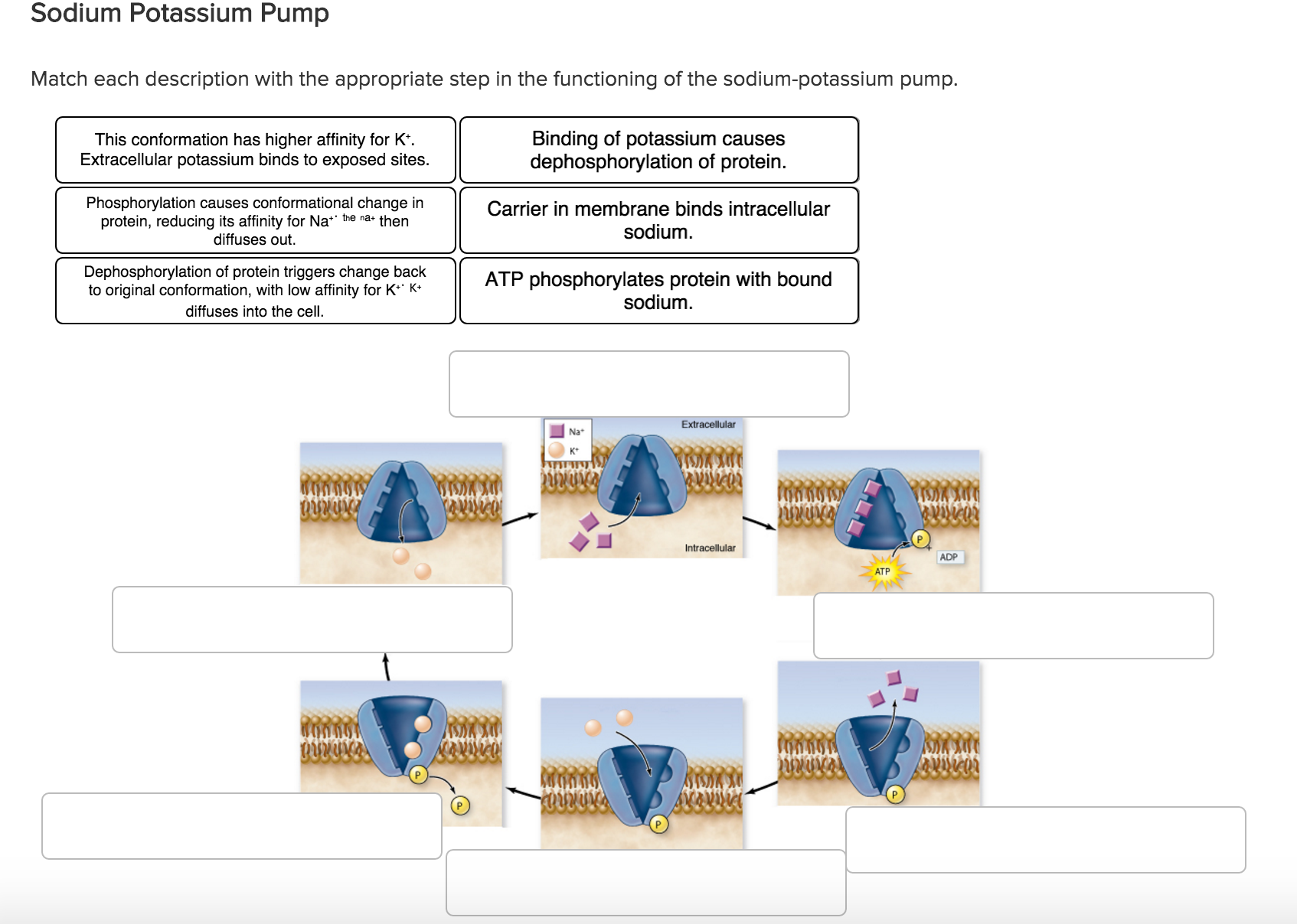 Solved Match each description with the appropriate step in | Chegg.com