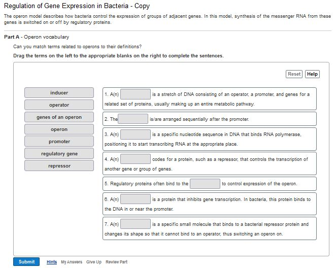 Solved The operon model describes hew bacteria control the