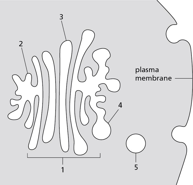Cisterna Rer Solved 1) Where would you expect receptors that recognize ER | Chegg.com