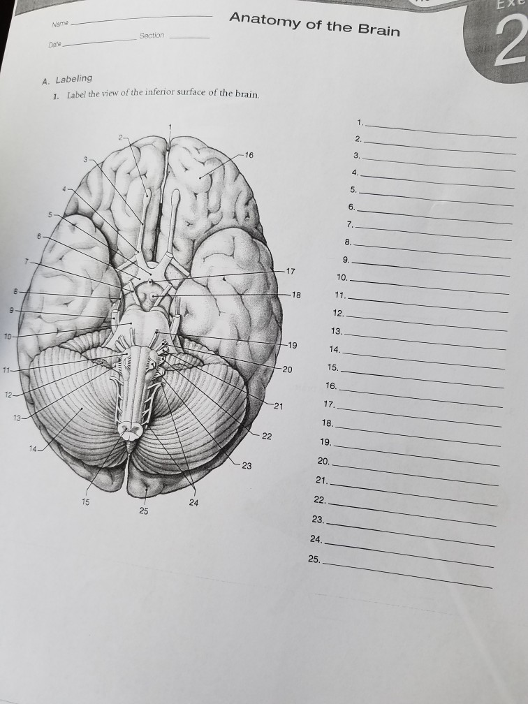 Solved EXE Anatomy of the Brain Section Date A. Labeling | Chegg.com