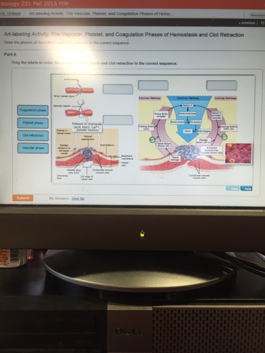 solved-drag-the-labels-to-order-the-phases-of-hemostasis-and-chegg