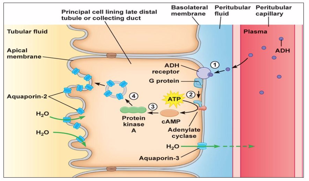 [DIAGRAM] Pepsin Duct Cell Diagram - MYDIAGRAM.ONLINE