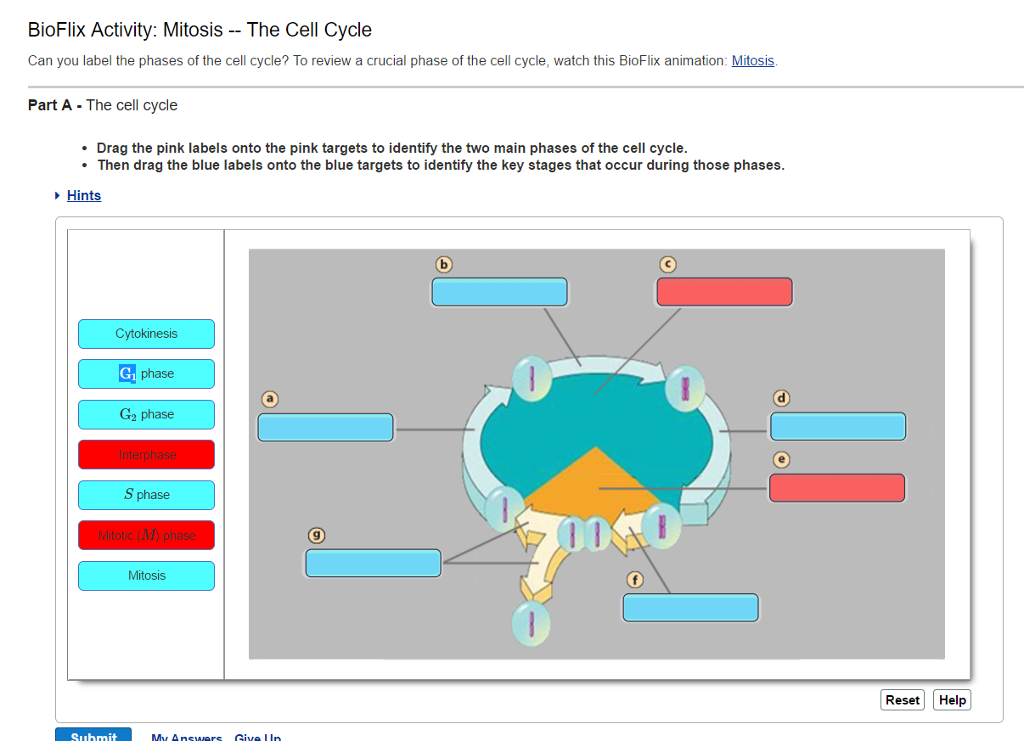 cell-cycle-labeling-worksheet-question-answers-worksheet-resume-examples