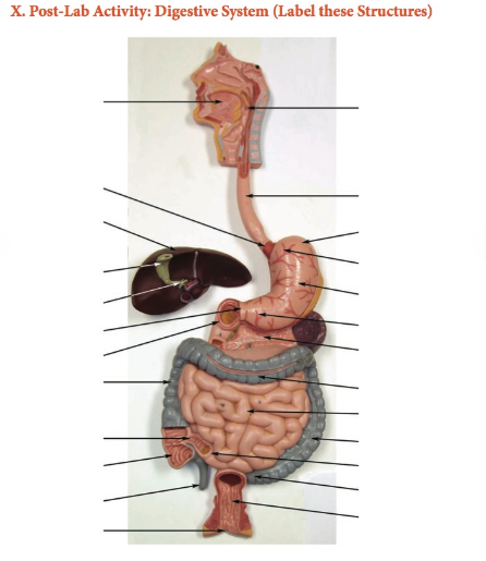 Lable Of The Digestive System - The wall of the alimentary canal is ...