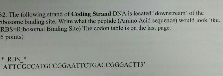 Solved The following strand of Coding Strand DNA is located | Chegg.com