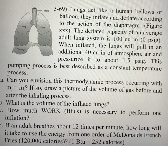 Solved Lungs act like a human bellows or balloon, they