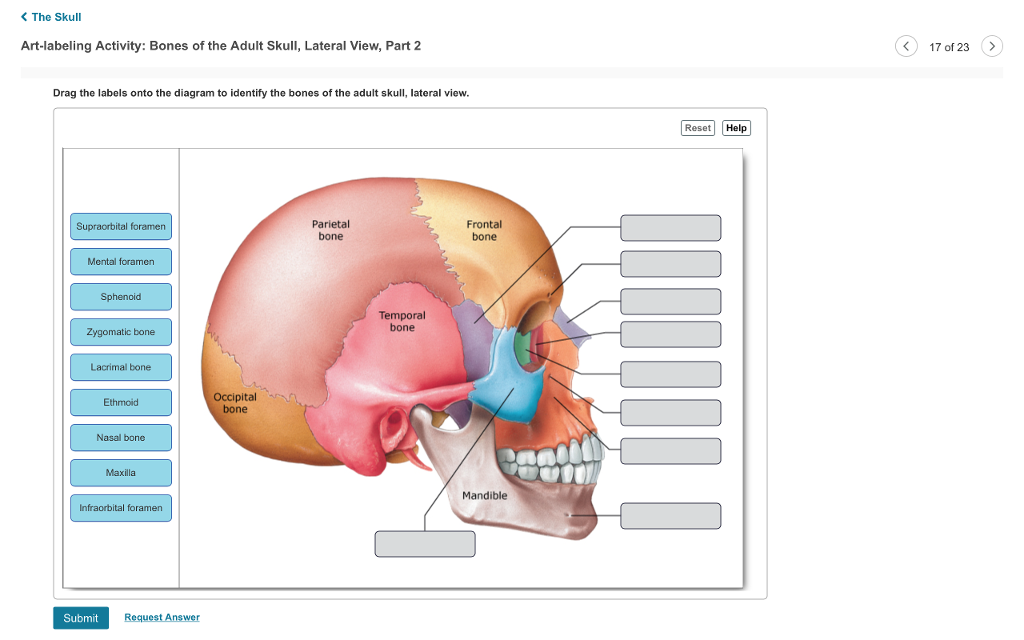 art labeling activity major bones of the skull lateral view