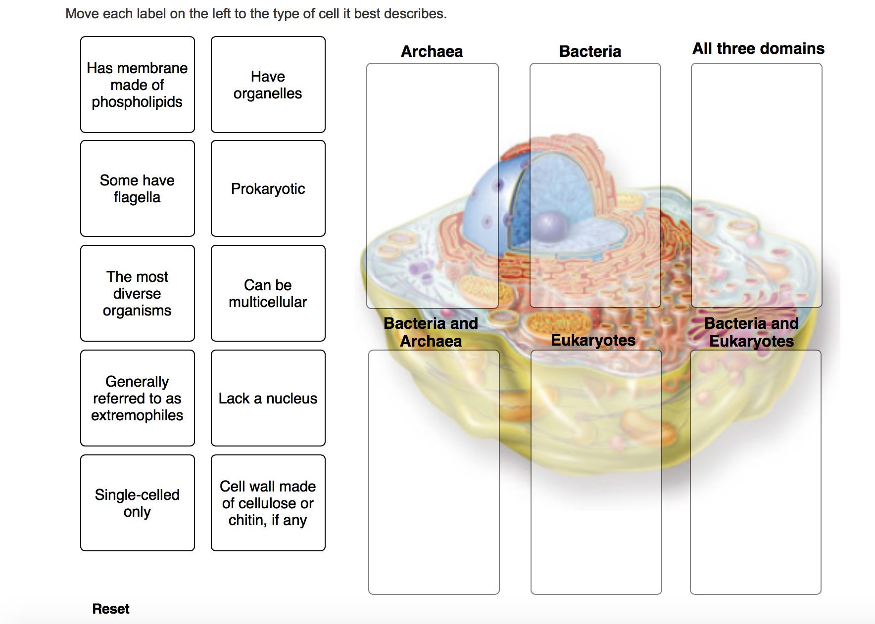 solved-move-each-label-on-the-left-to-the-type-of-cell-it-chegg