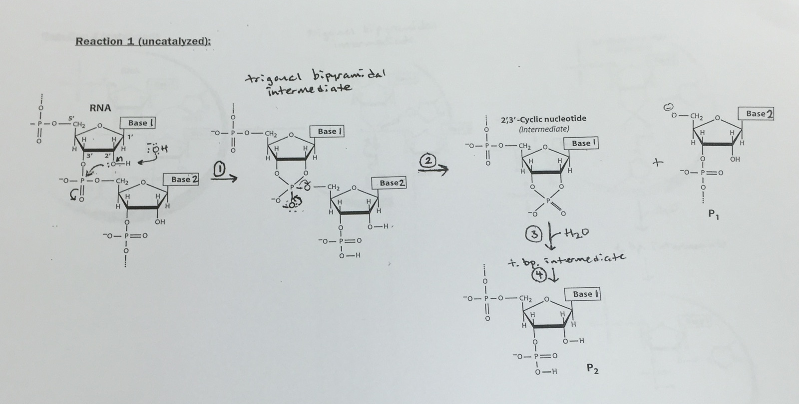 Solved Consider the two reaction mechanisms shown above. | Chegg.com