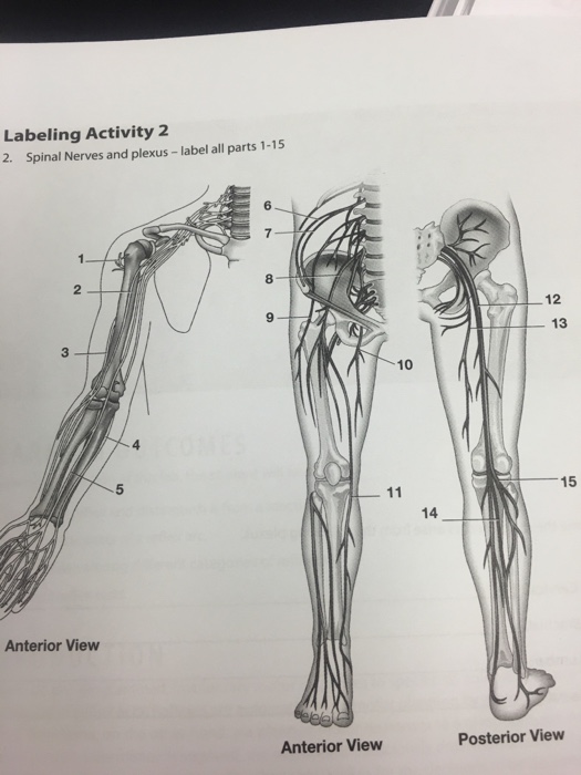 Solved Spinal Nerves and plexus - label all parts 1-15 | Chegg.com