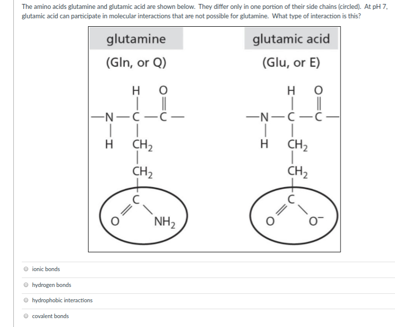 Glutamine Vs Glutamic Acid slidesharetrick