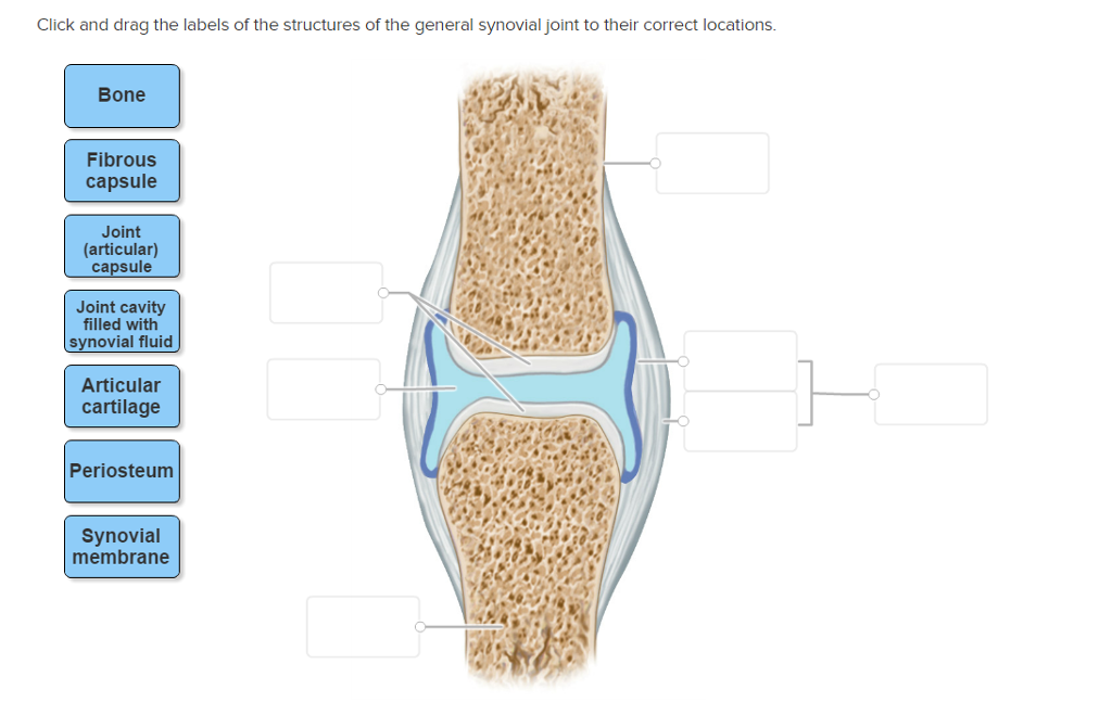 Drag The Labels Onto The Diagram To Identify The Types Of Synovial Joints