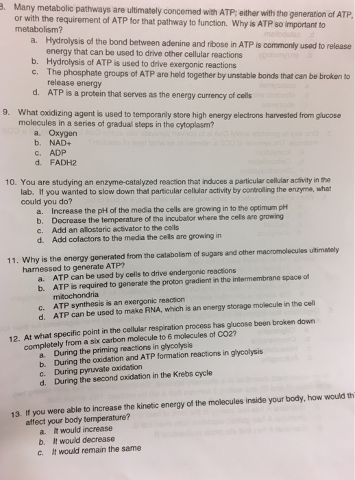 Solved Many metabolic pathways are ultimately concerned with