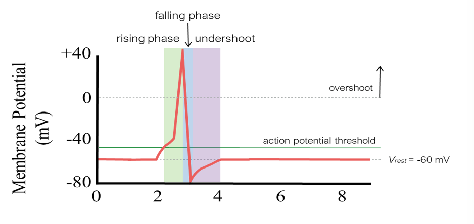 Solved Below is a typical action potential with rising phase | Chegg.com