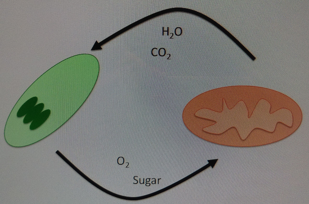 Solved Photosynthesis and cellular respiration lab 10 algae