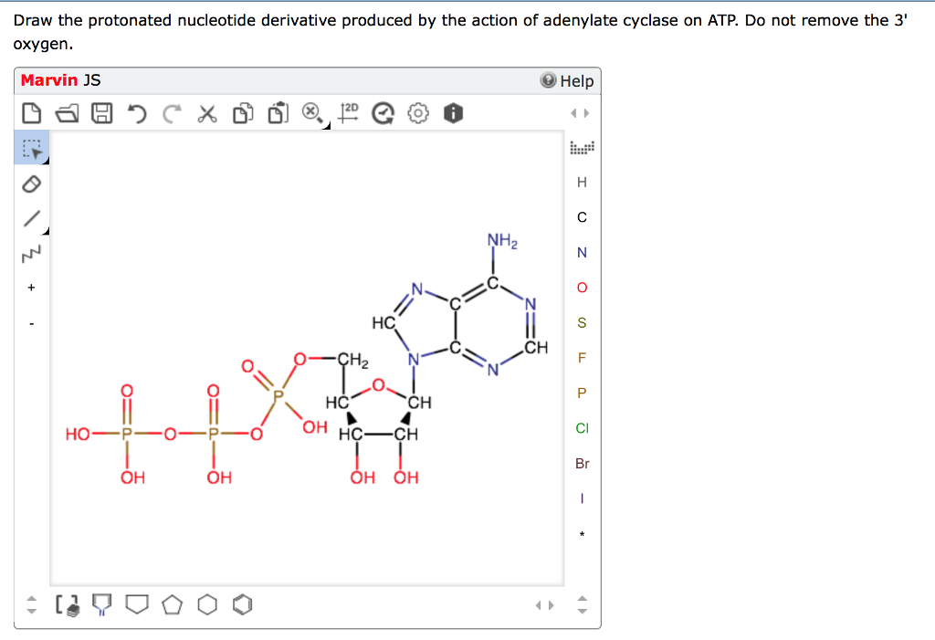 Solved Draw the protonated nucleotide derivative produced by | Chegg.com