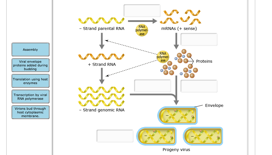Solved Identify the basic steps involved in replication of a