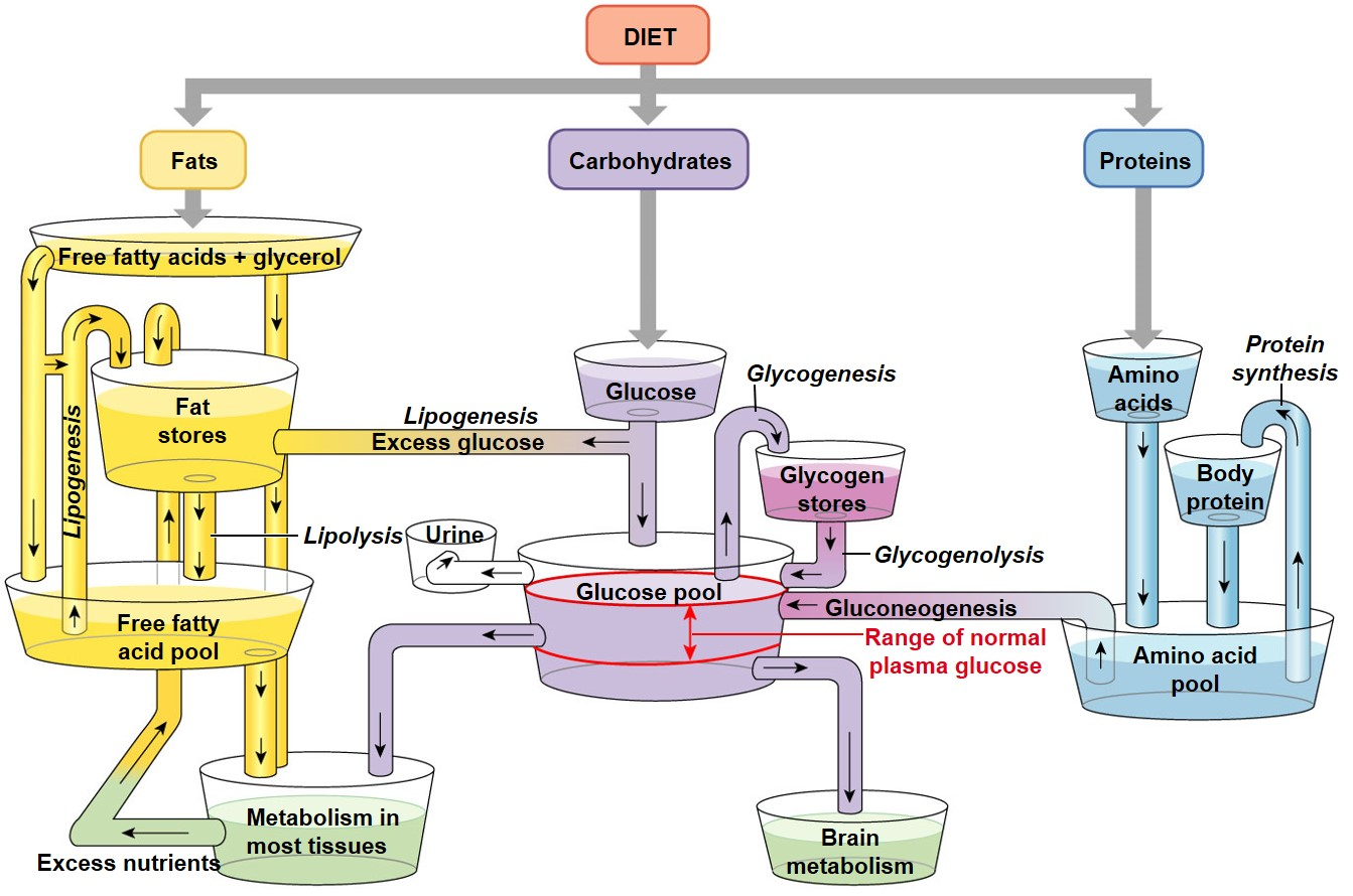 Mutaciones en metabolismo carbohidratos causan cetosis
