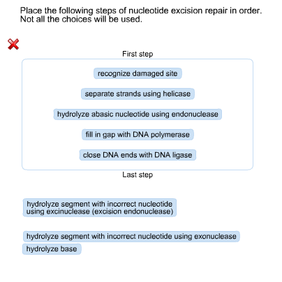 Solved Place the following steps of nucleotide excision | Chegg.com