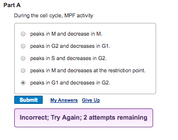 Solved Part A During the cell cycle, MPF activity O peaks in Biology Diagrams