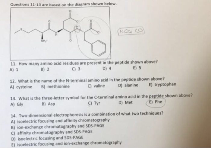 solved-how-many-amino-acid-residues-are-present-in-the-chegg