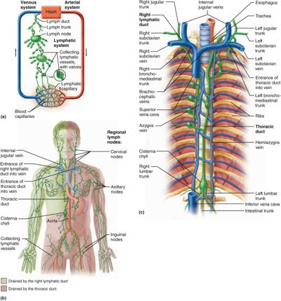 Solved Opheame artery Basilar artery Vertebral artery carotd | Chegg.com