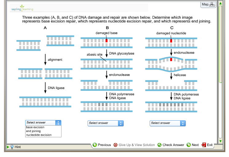 Nucleotide Excision Repair Of Dna Damage